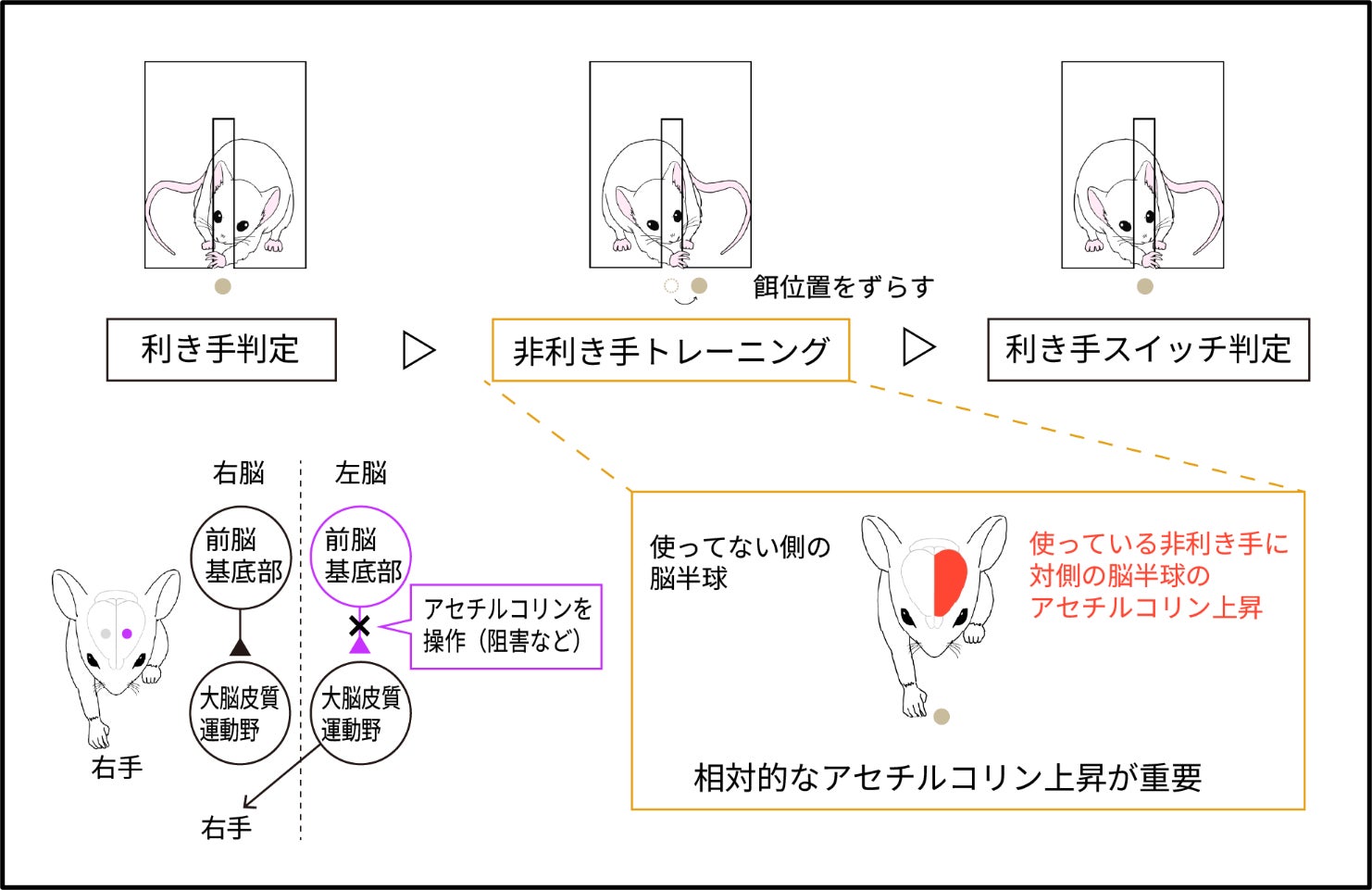 利き手のスイッチを支える脳内メカニズムを解明:アセチルコリンバランスが鍵