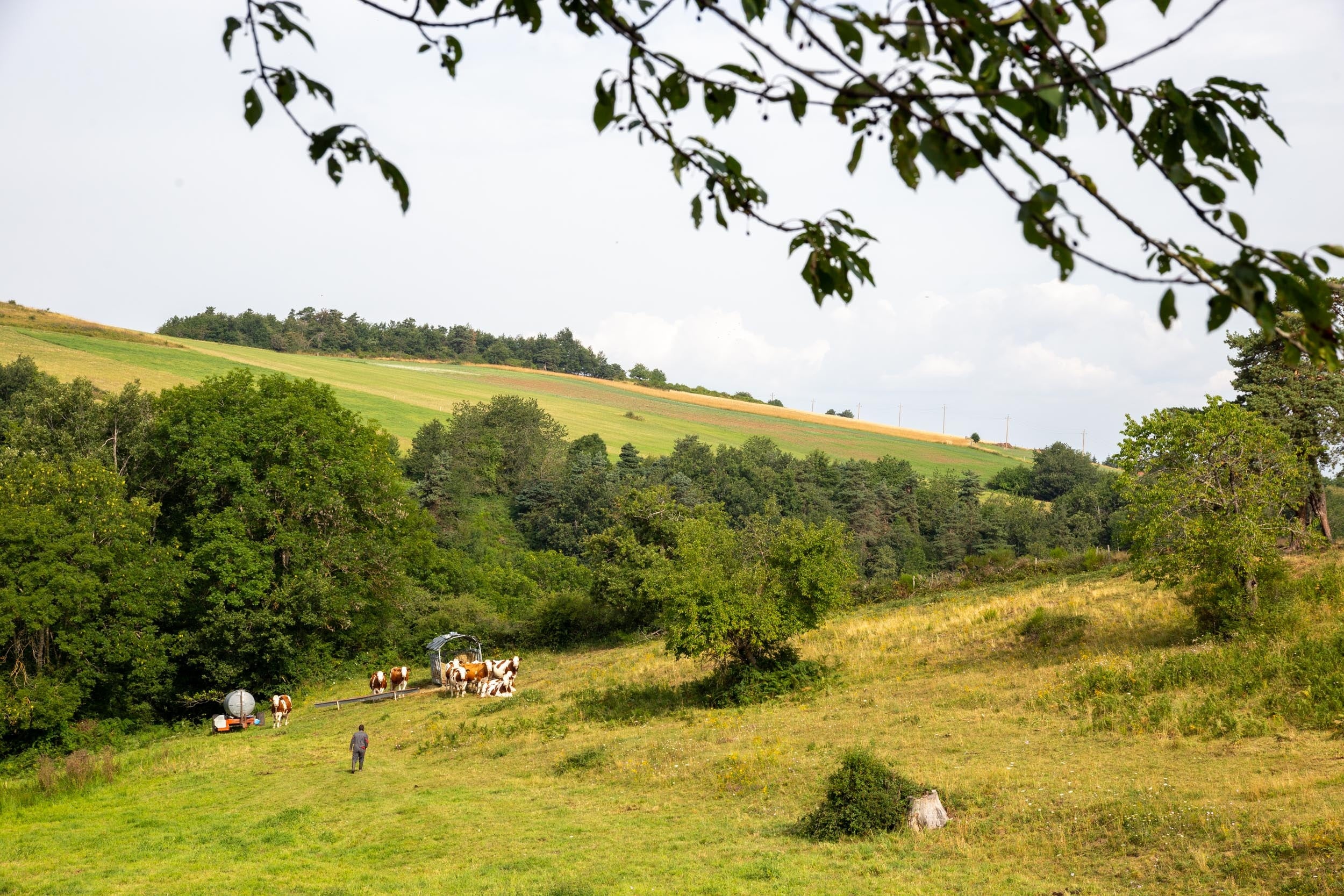 ©CNIEL_放牧の様子