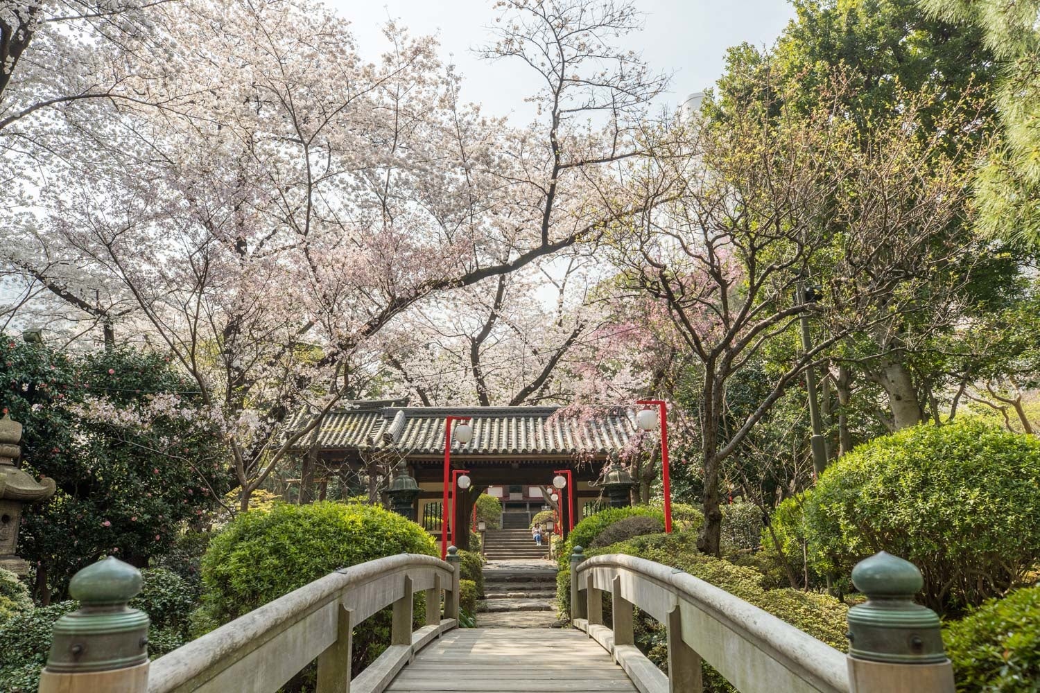 「Takanawa SAKURA Days」