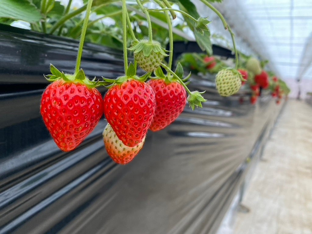 いちご農園「STRAWBERRY PORT ICHIGONOMI 」
