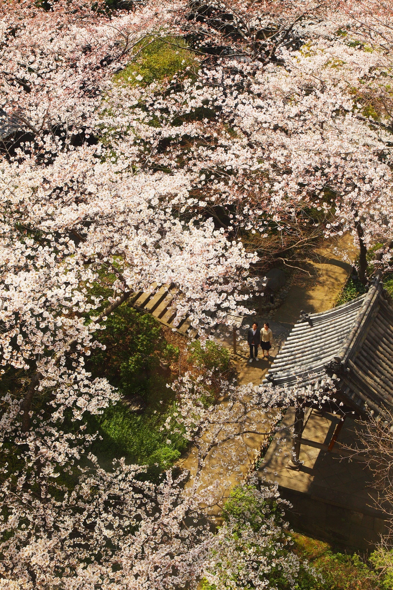 日本庭園に咲き誇る桜