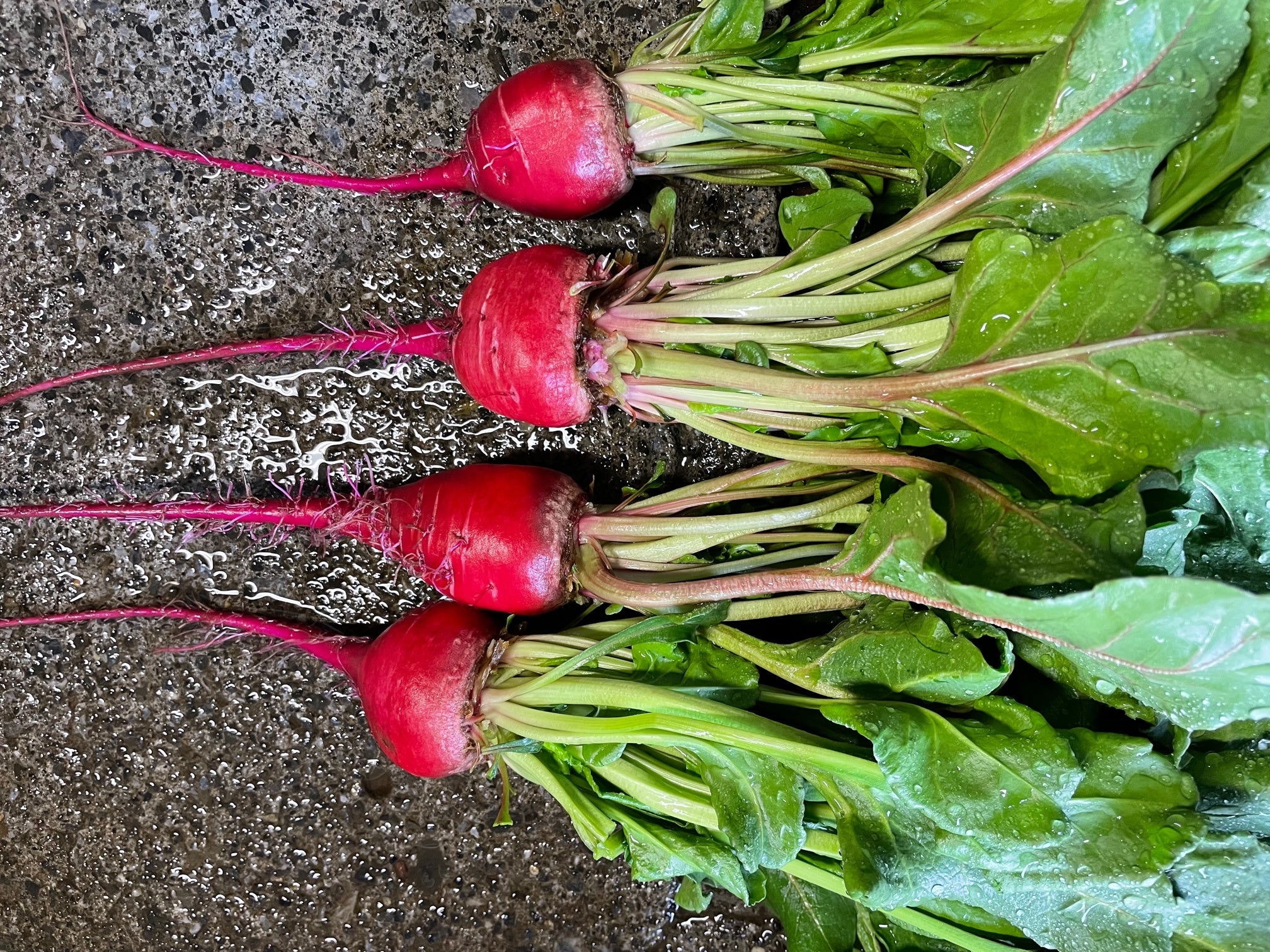 旬の色鮮やかな渦巻ビーツ