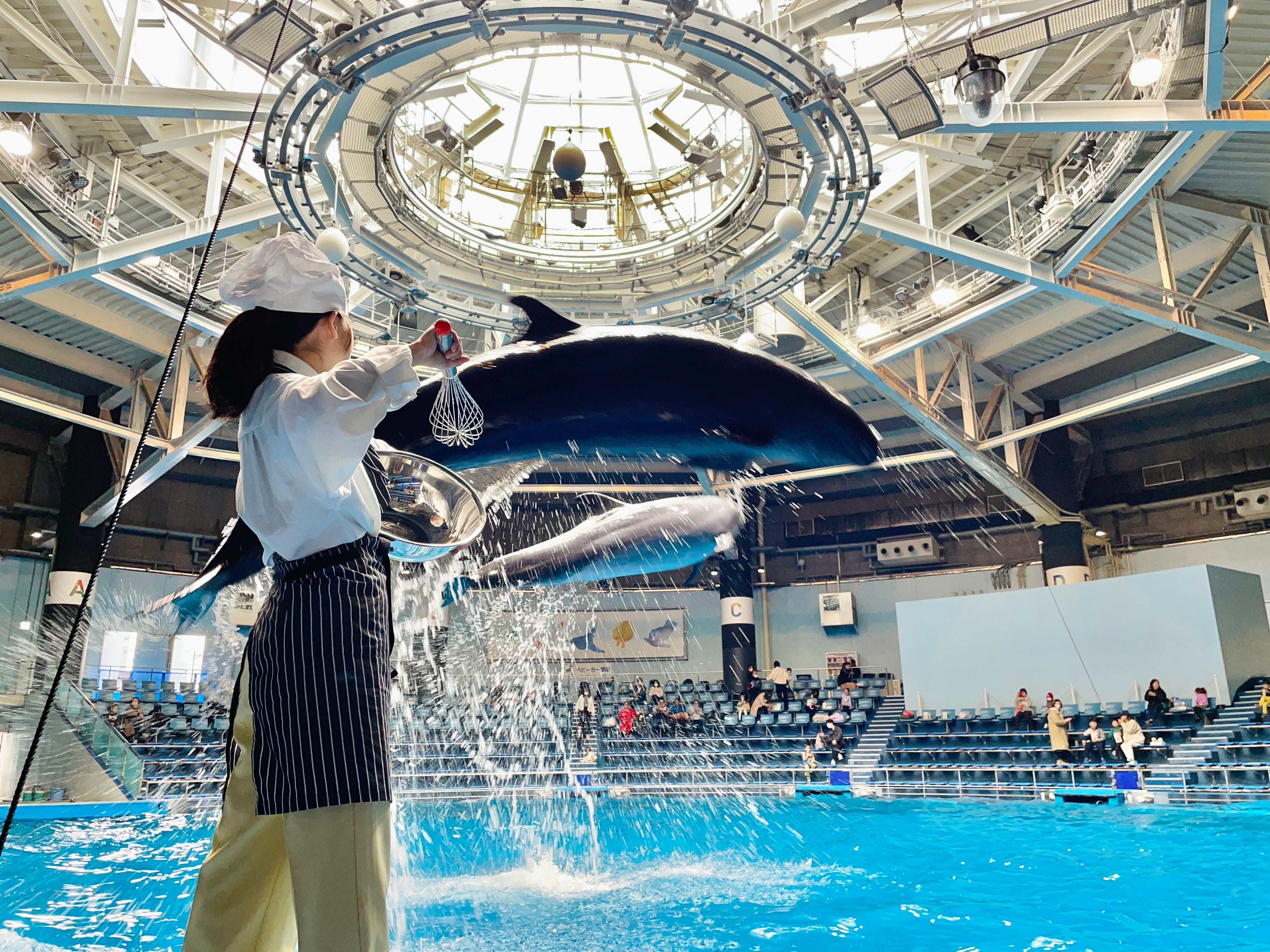 ドルフィンパフォーマンス　「Dolphin Decoration」 イメージ