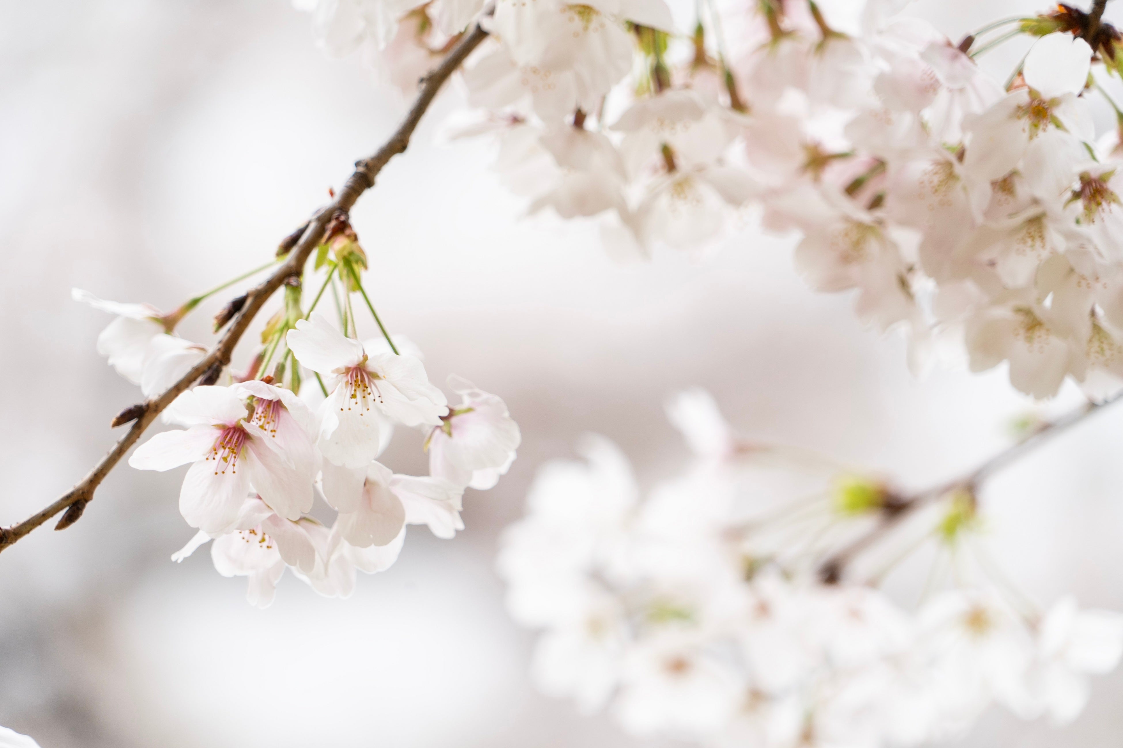 日本庭園の染井吉野（2023年3月24日12時撮影）