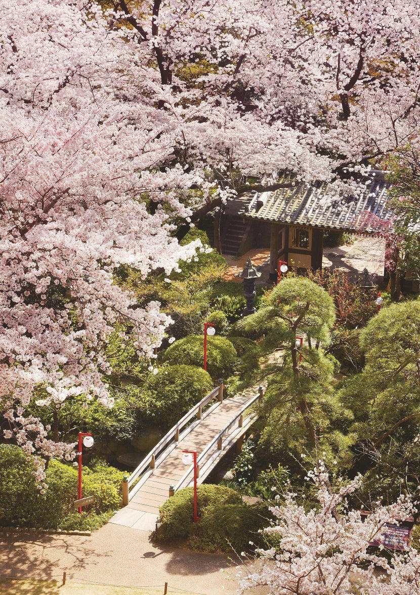 高輪 桜まつり2023