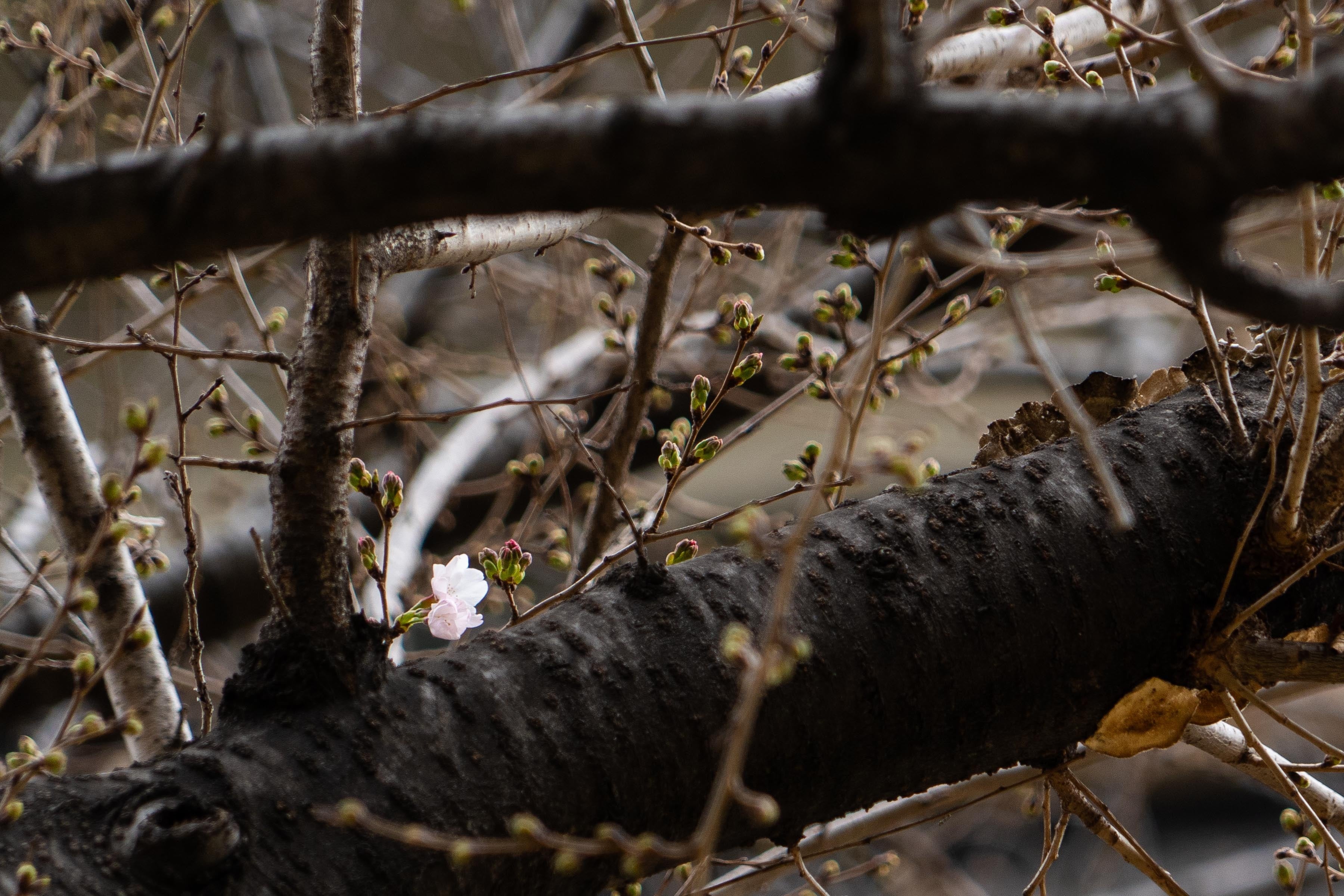 日本庭園の染井吉野（2024年3月28日10：00A.M. 撮影）