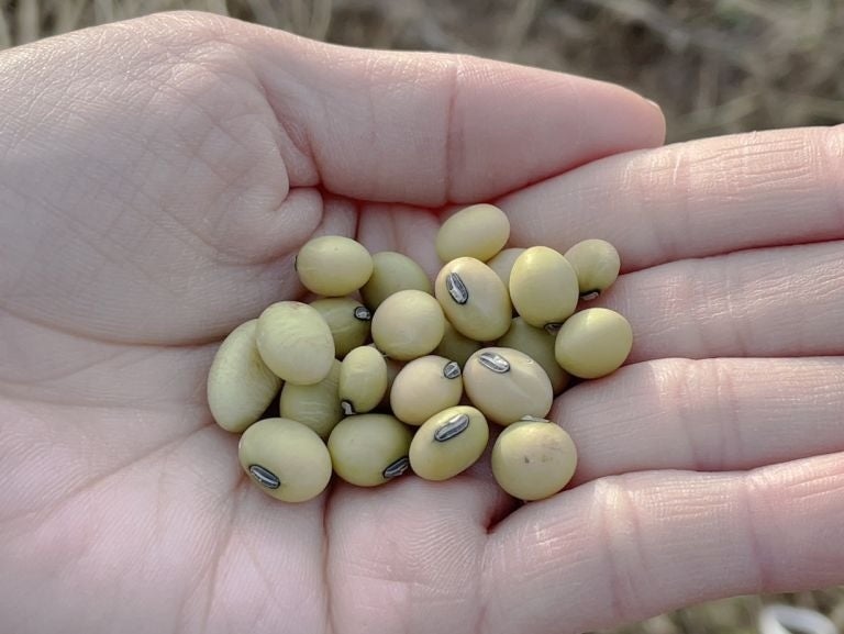 希少な青大豆「一人娘」