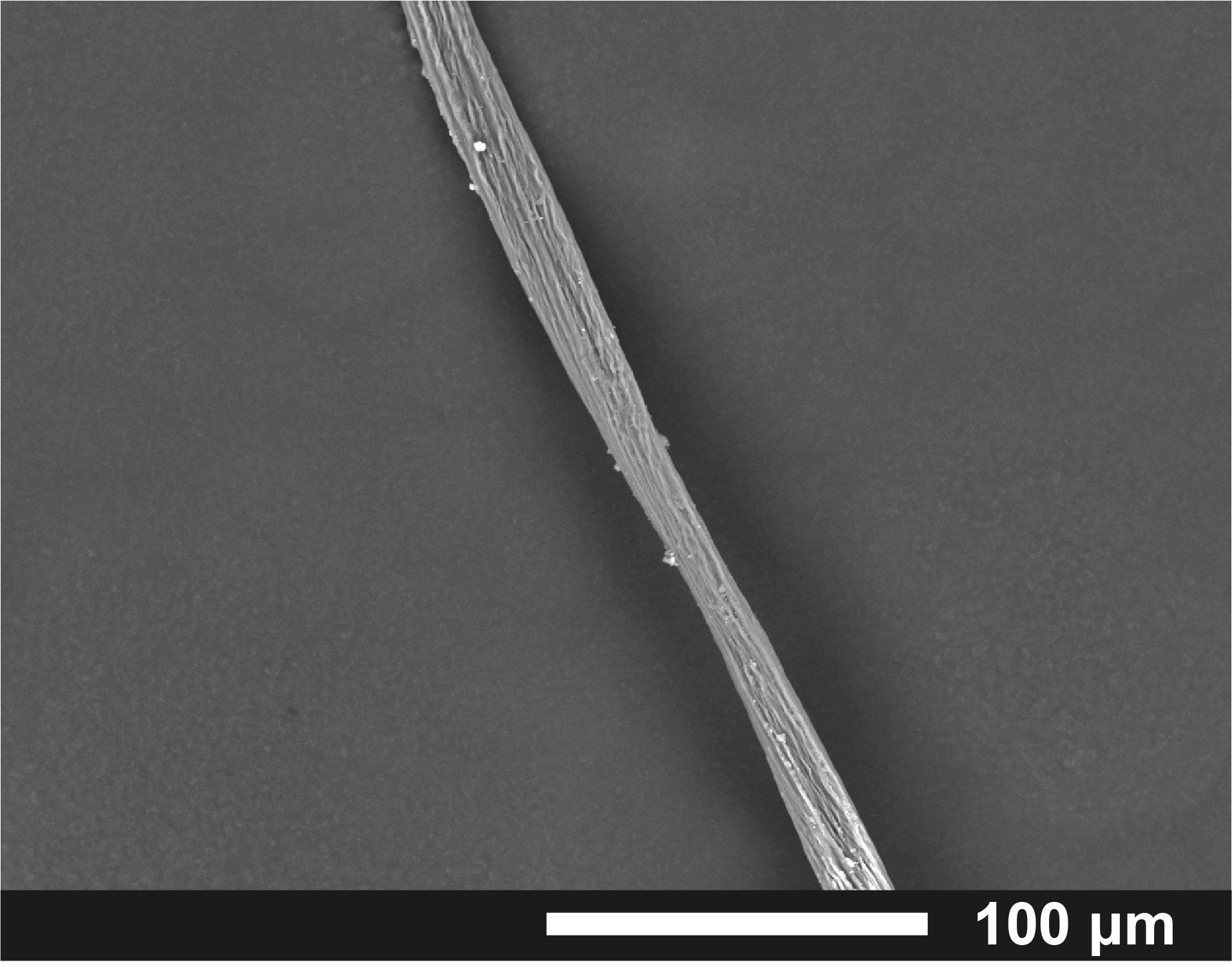 査型電子顕微鏡(SEM)画像