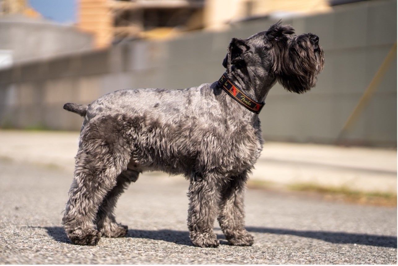 楽器メーカー「フェンダー」初となる犬用アクセサリーが登場