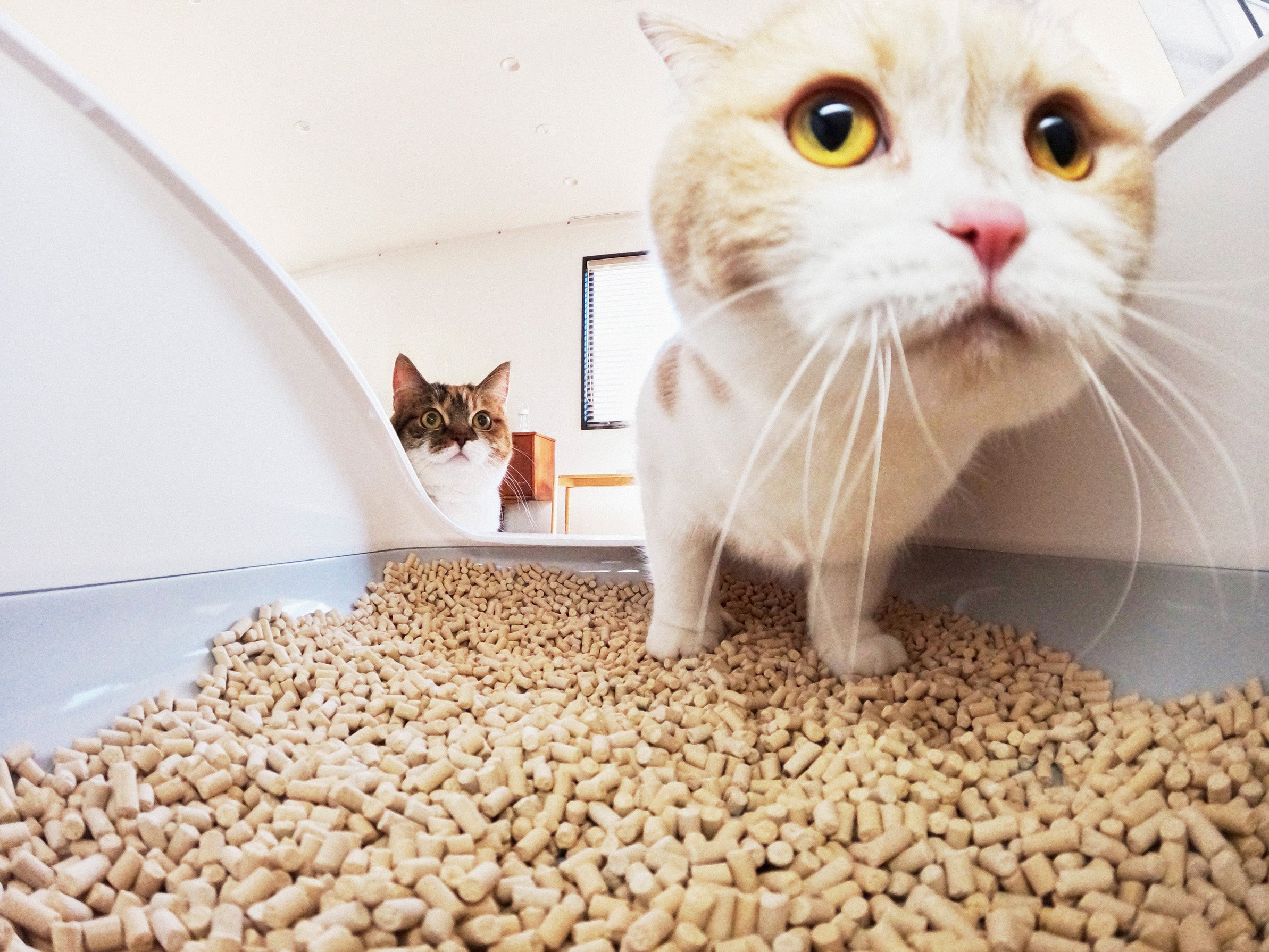 カメラ付きねこトイレ『トレッタ』の利用ねこ頭数が2万頭を突破