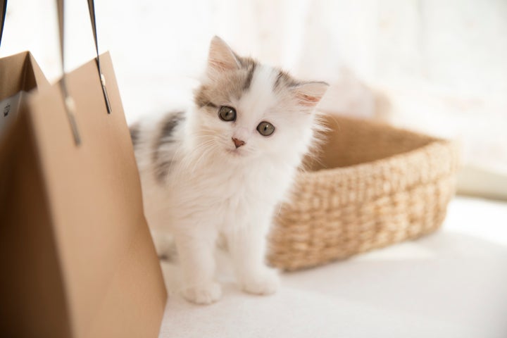 もふあつめ展 in にゃにゃぽーとTOKYO-BAYで猫写真家の作品を展示! もふあつめ展 in にゃにゃぽーとTOKYO-BAYで猫写真家の作品を展示!