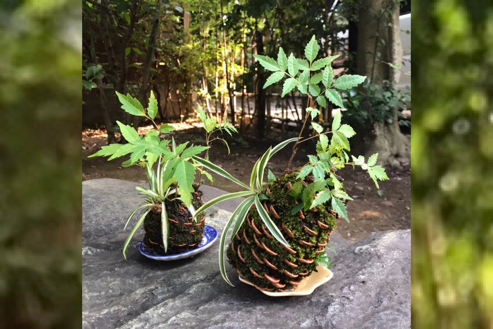 めぐる星天「盆栽カフェ」苔玉イメージ