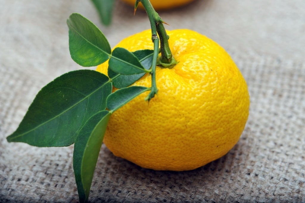 高知県産の柚子