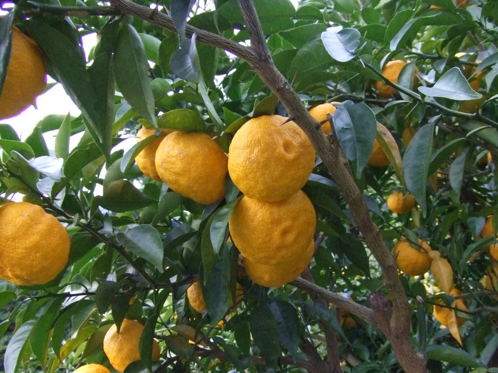 高知県産の柚子