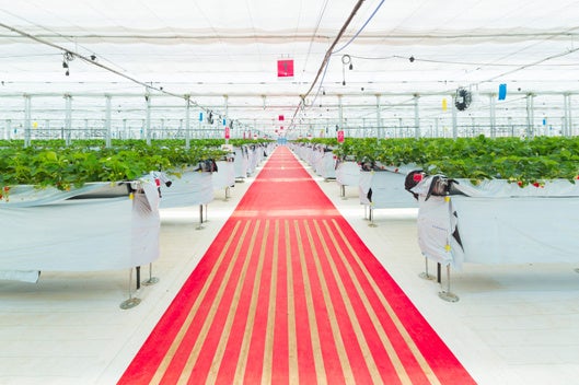 いちご農園　STRAWBERRY PORT ICHIGONOMI ハウス内