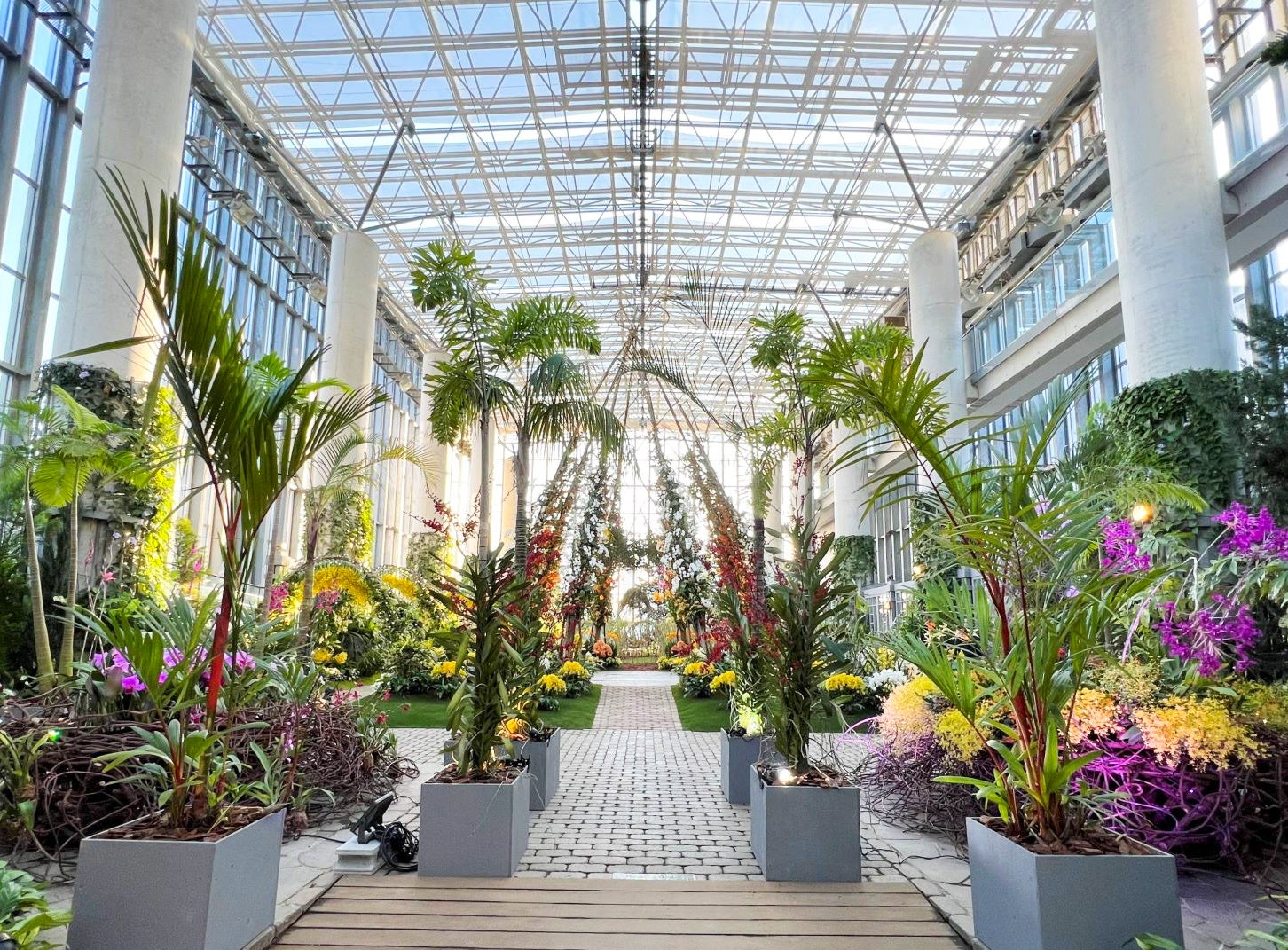 兵庫県立淡路夢舞台公苑温室「あわじグリーン館」の「あわじオーキッドフェスティバル」