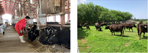 鉾田牧場（茨城県）