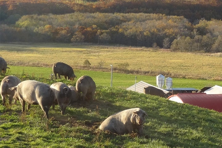 “十勝産放牧豚どろぶた”　画像提供　株式会社エルパソ　