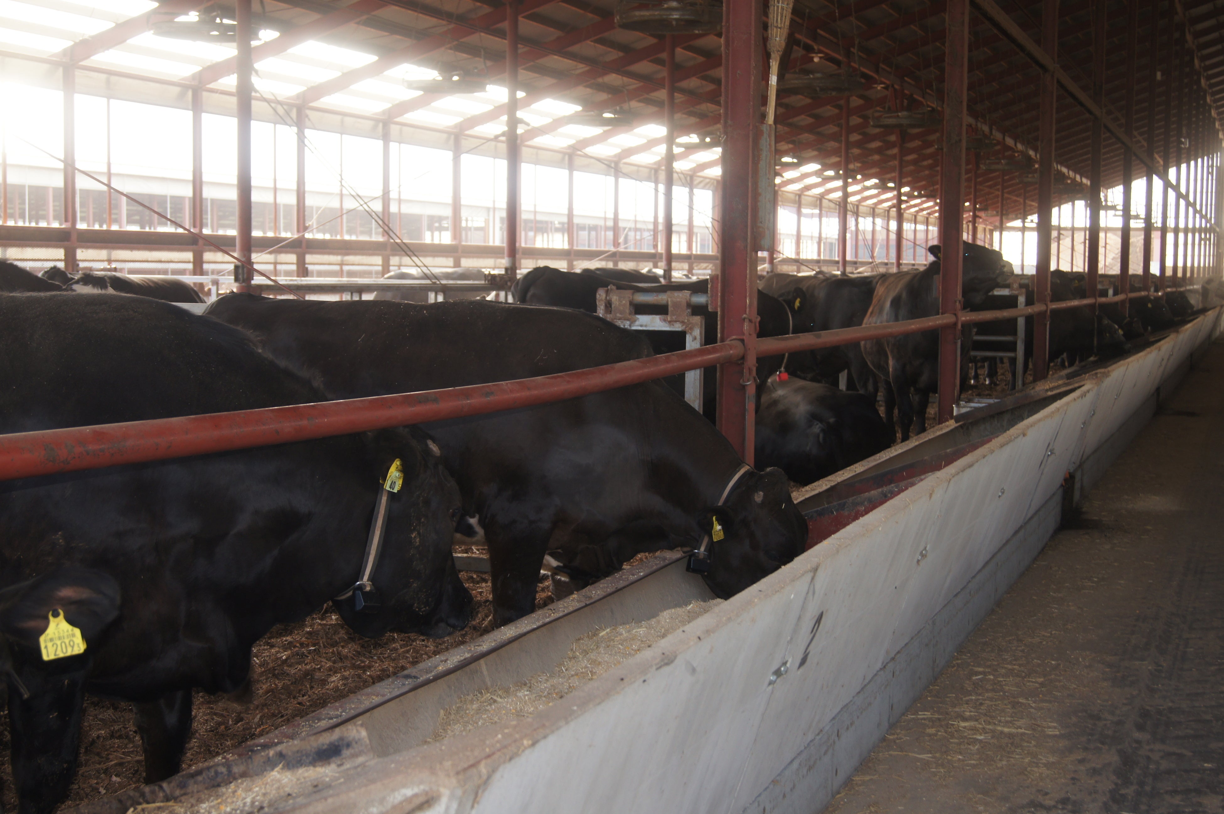 ”帯広牛”画像提供　有限会社トヨニシファーム