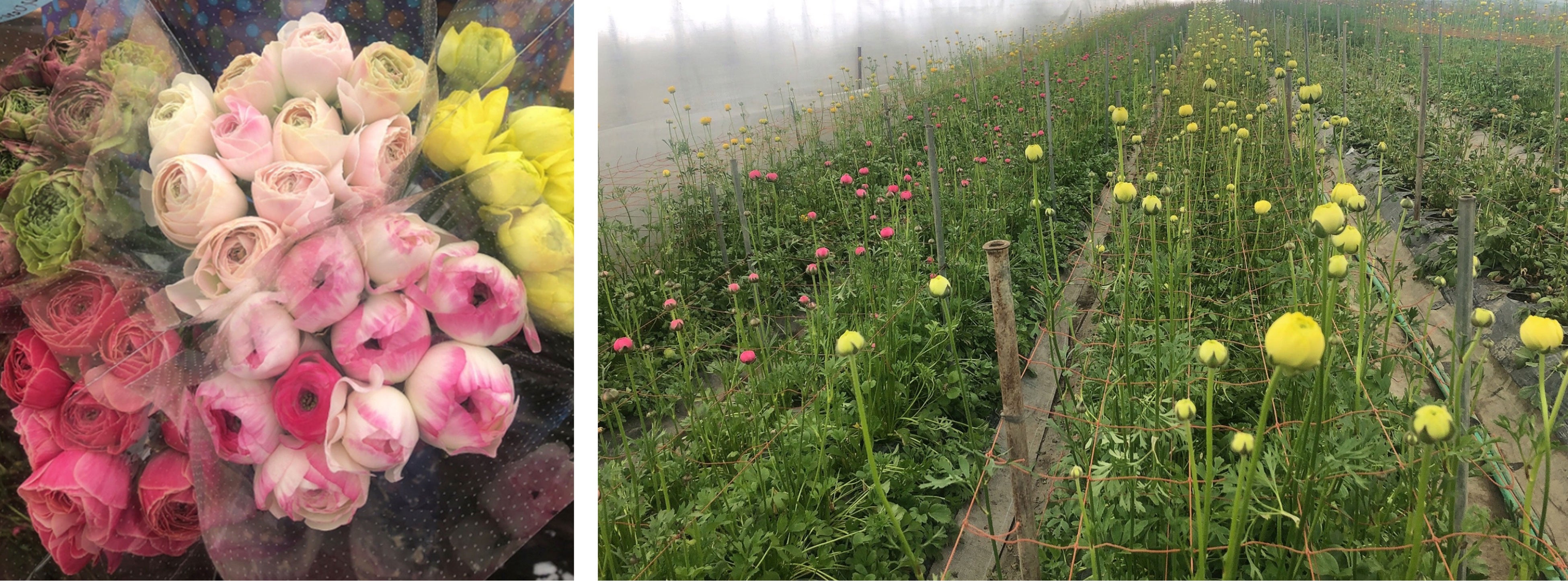 桂農場で生産されたラナンキュラス