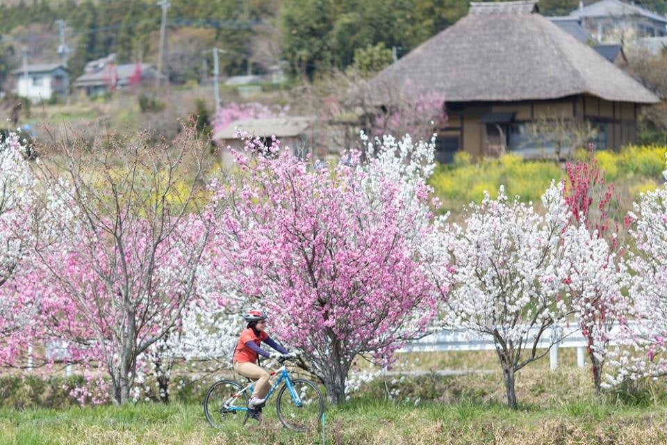 つくば市六所の花桃イメージ