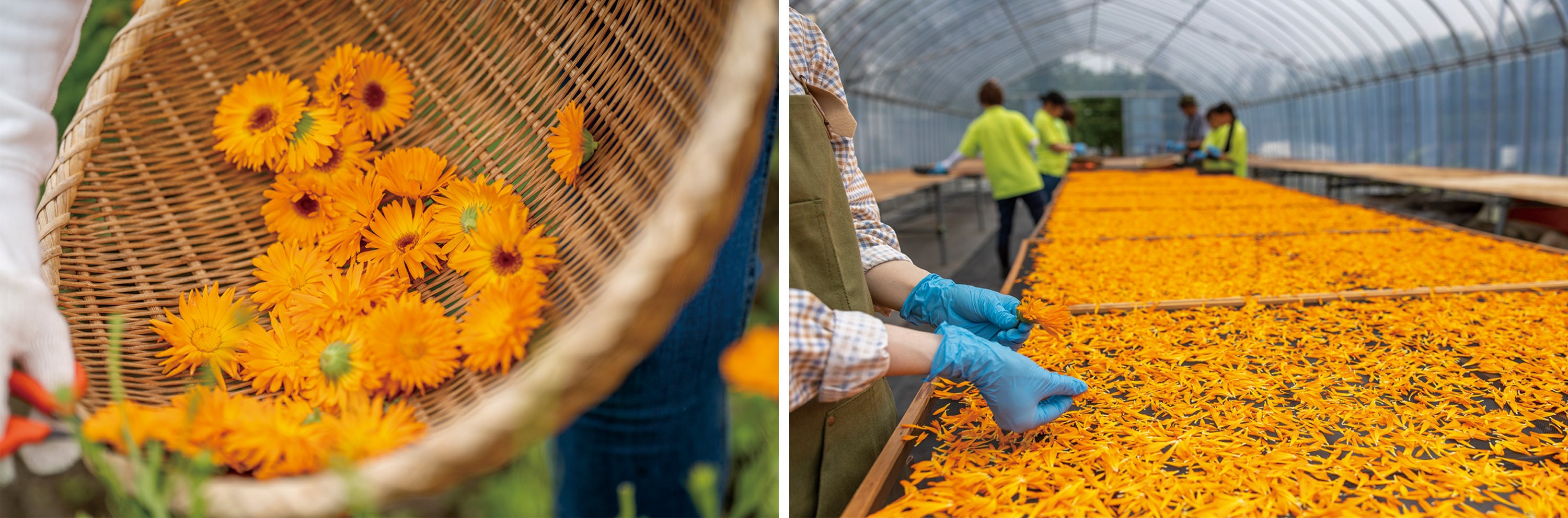 カレンデュラ収穫作業（左）／ カレンデュラの花びらのみ取り分け、乾燥させる作業の様子（右）