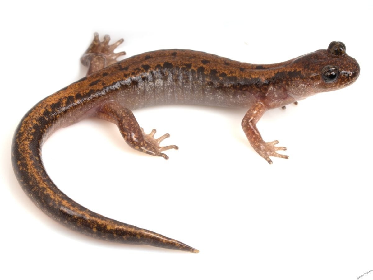 ホテル日航つくば】『茨城県の絶滅危惧種「ツクバハコネ