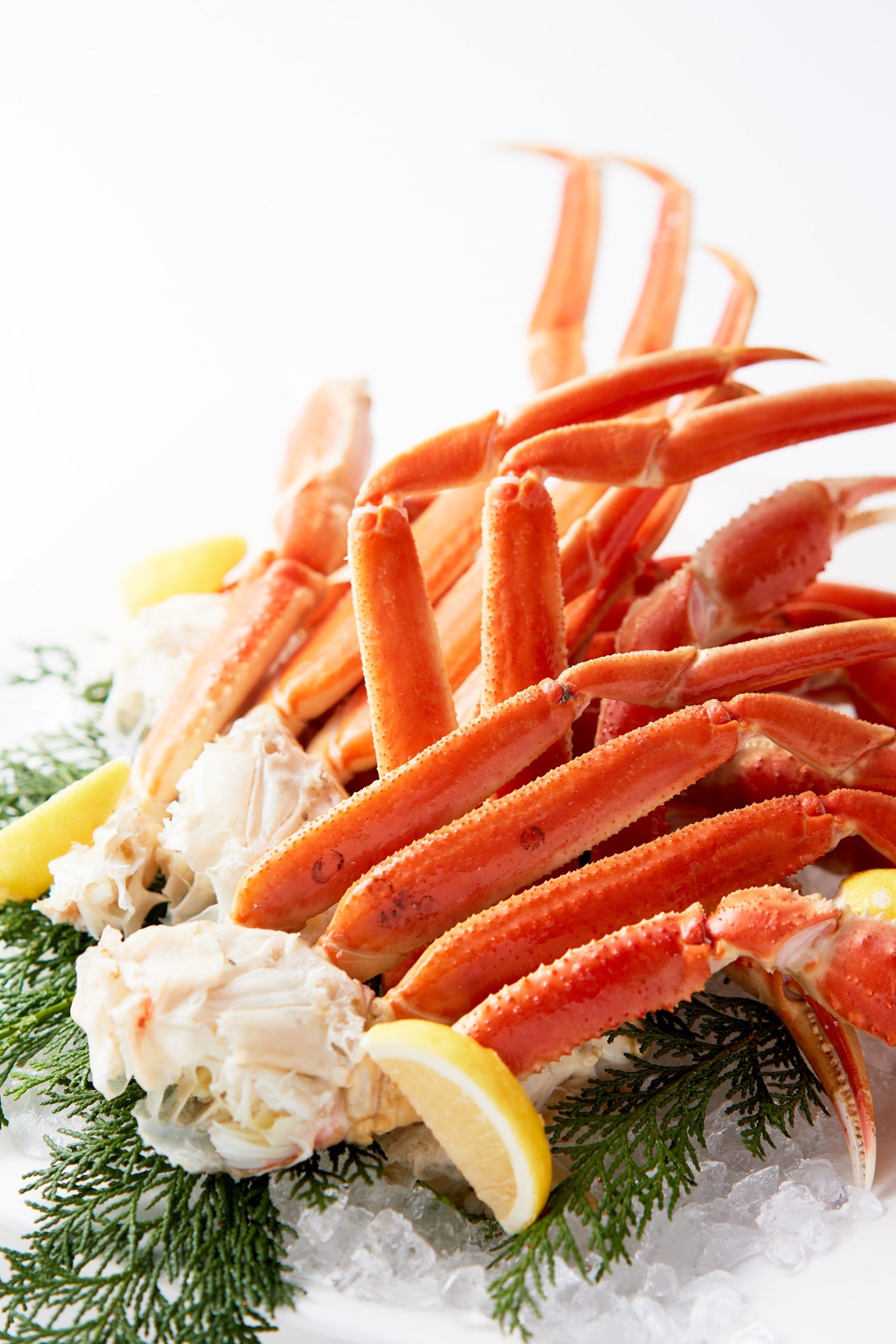 冷製ボイルズワイガニ