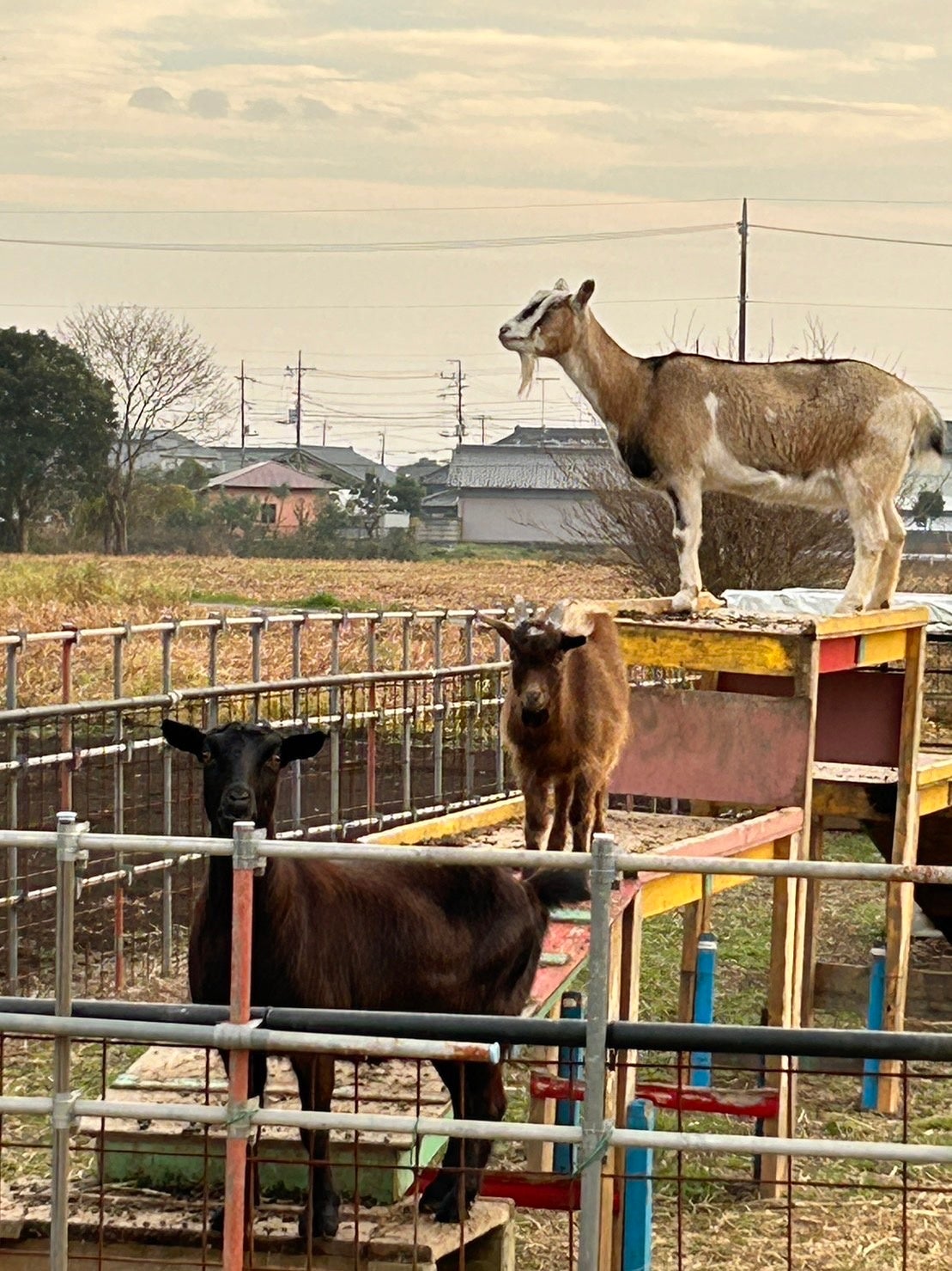 かわらけやのヤギイメージ