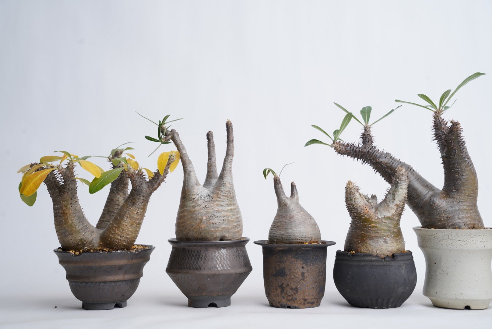HACHILABOとQS PLANTによるPOP UP “POTS ＆ PLANTS EXHIBITION