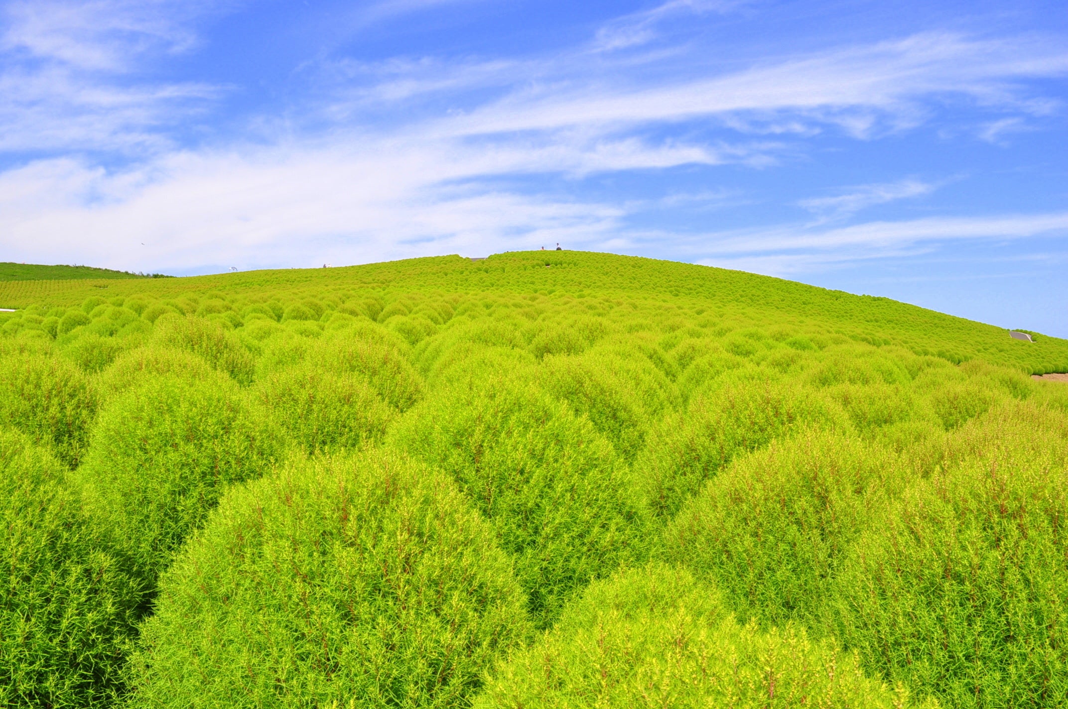 国営ひたち海浜公園のコキア