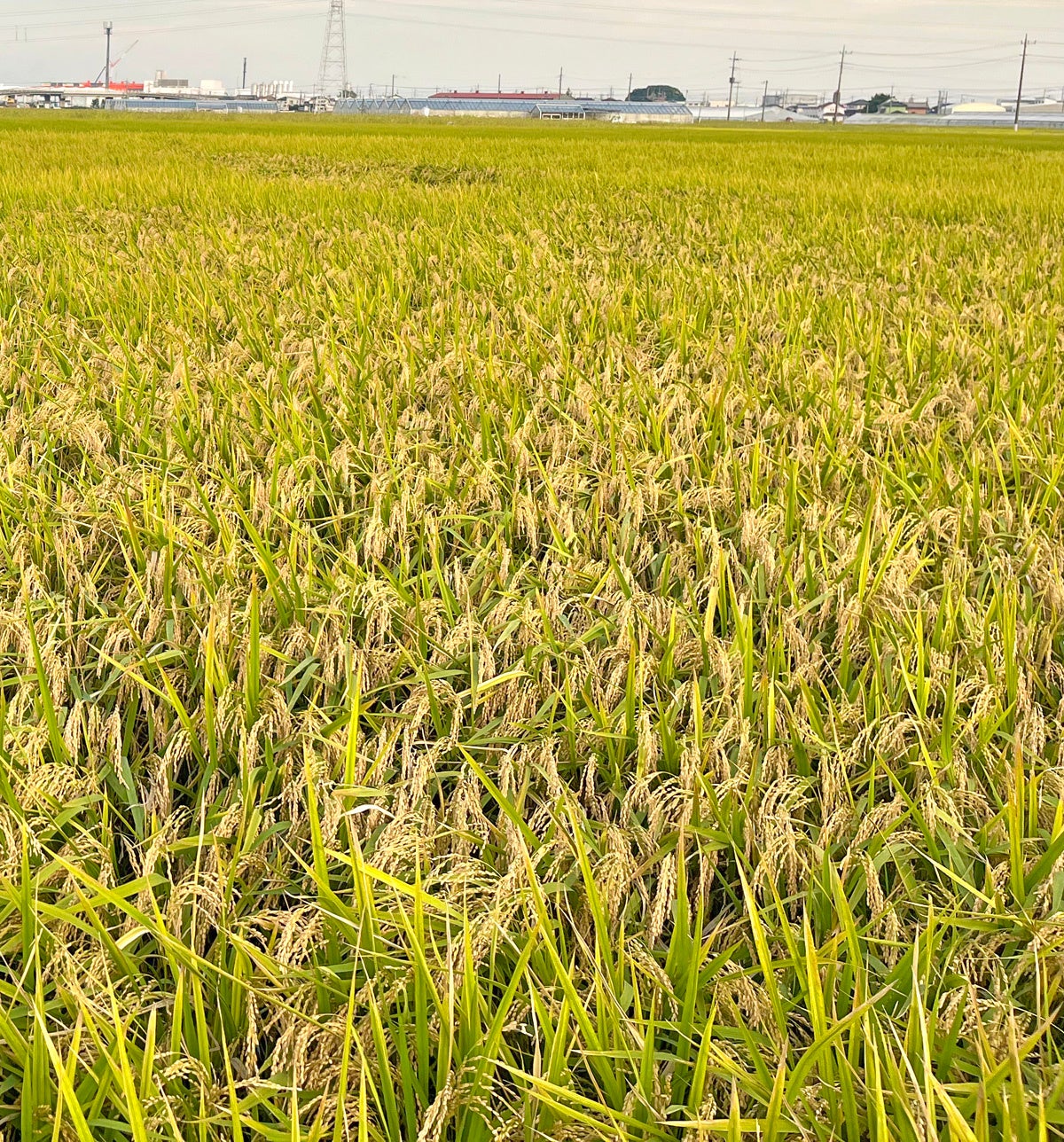 にじのきらめき稲穂イメージ