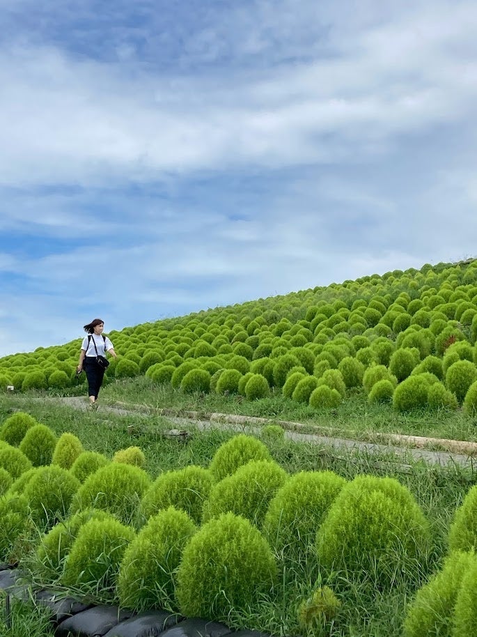 ひたち海浜公園で夏のコキアを見学