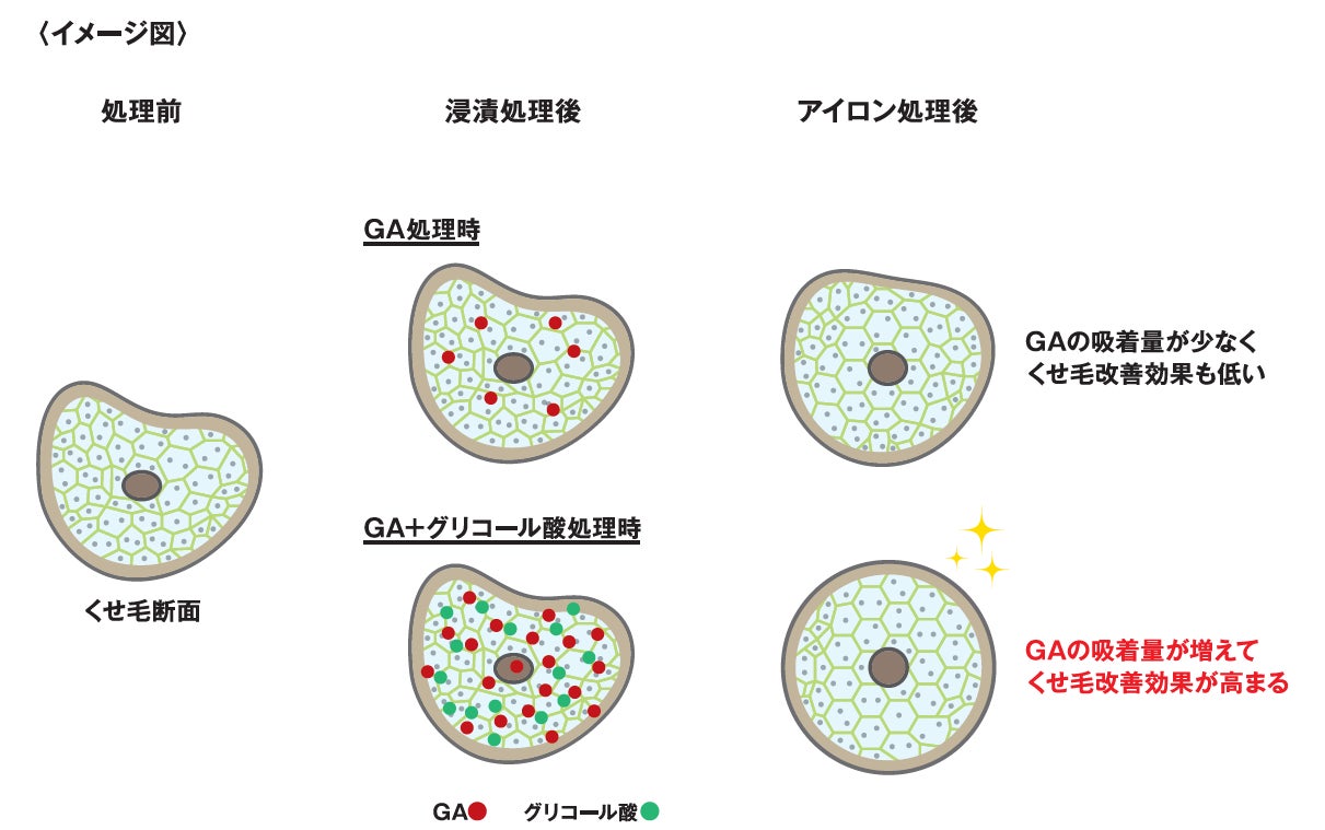 図１）グリコール酸がGAの吸着量を高める効果のイメージ図