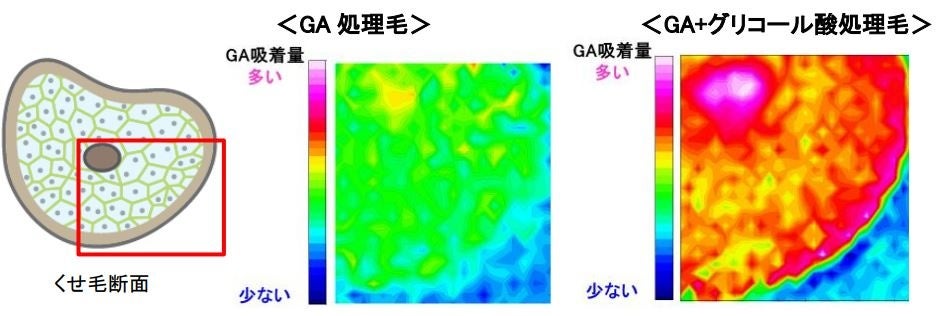 図4) SPring-8の顕微FT-IRを用いたGAの毛髪内吸着量の可視化 (SPring-8 BL43IR 課題番号2021B1710で得られた成果)
