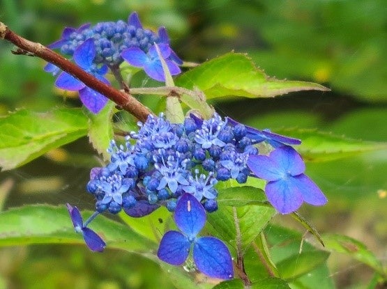 過去のアジサイの様子