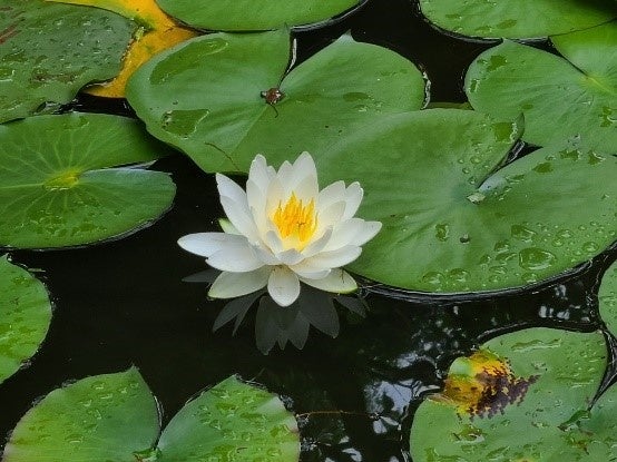 過去のスイレンの様子