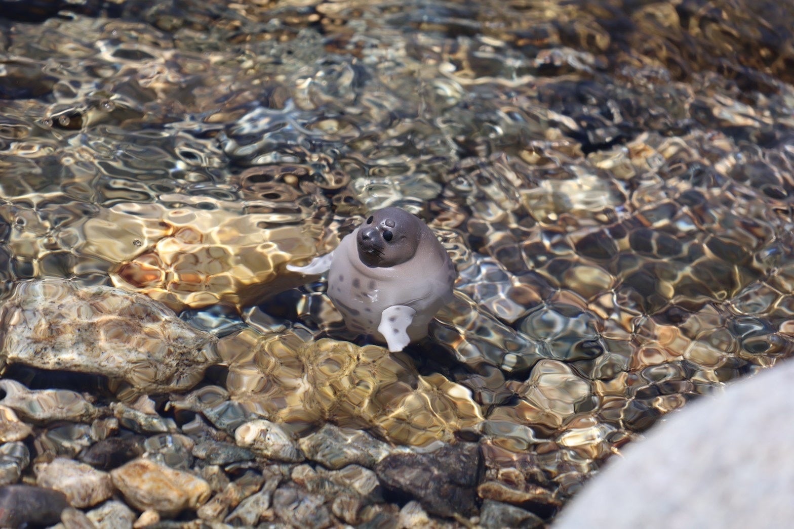 海のほか、湖で暮らす種もいるあざらし。 自然の中で浮かべるとよりリアルな様子が楽しめます。