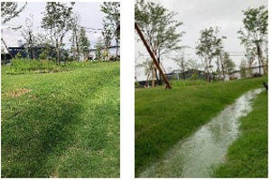 「レインガーデン」 （左：降雨前、右：降雨後）