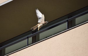 採餌で飛来したチョウゲンボウ  (奈良県希少種)