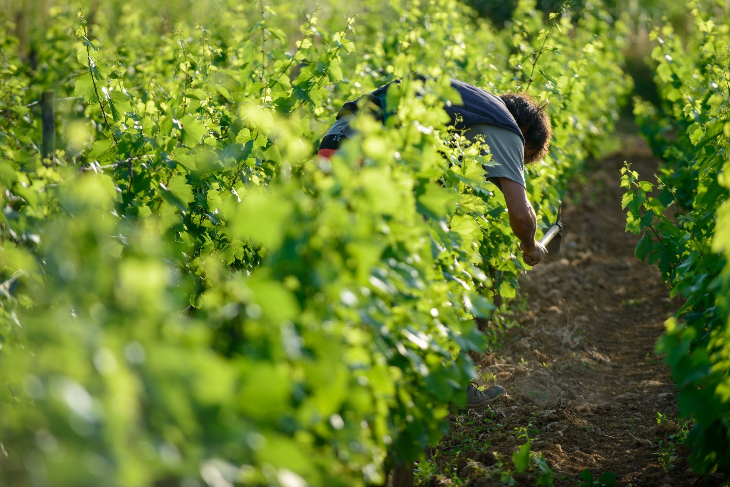 ©BIVB／Michel Joly