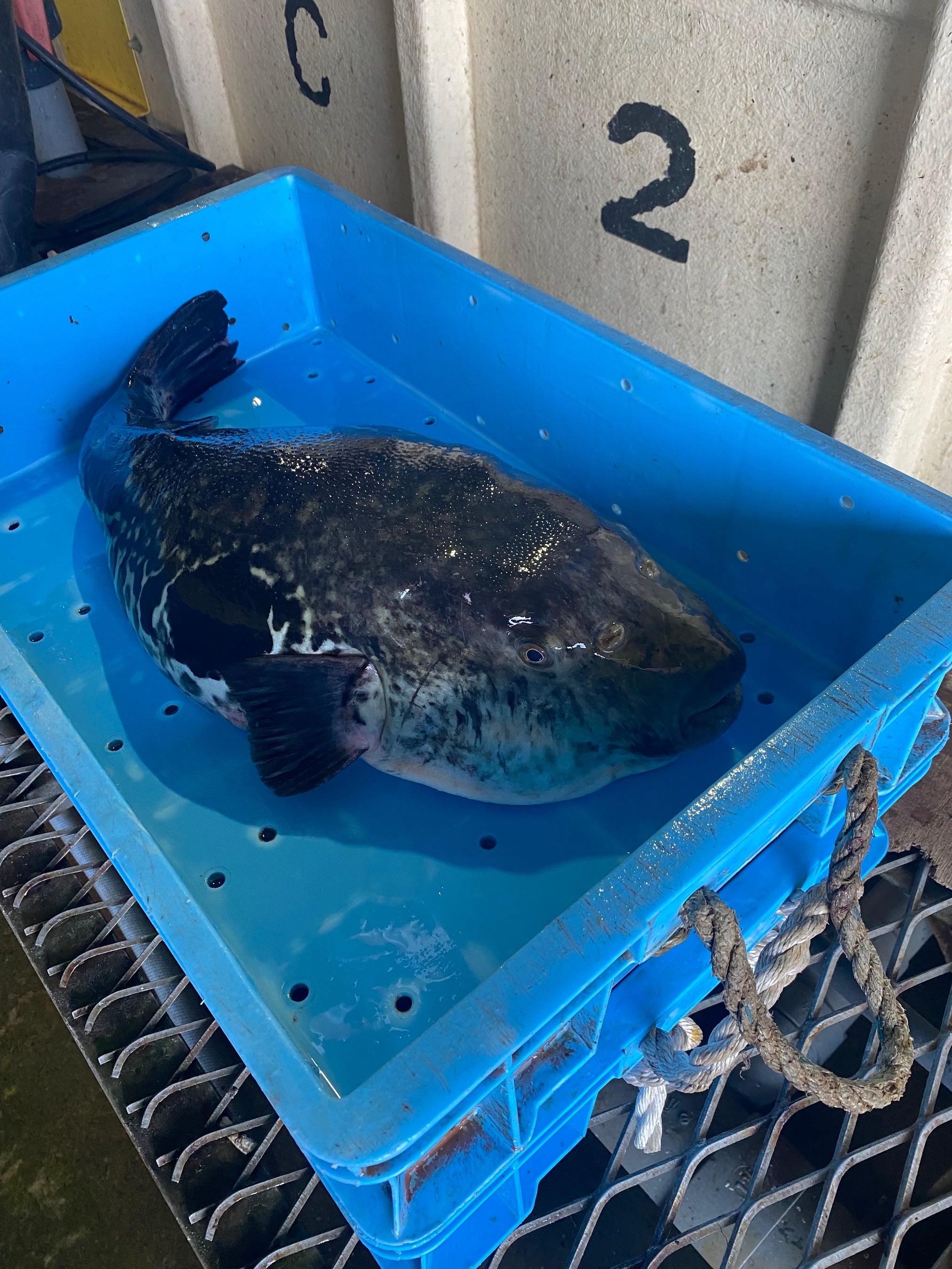 南風泊市場で水揚げされたふぐ（イメージ）