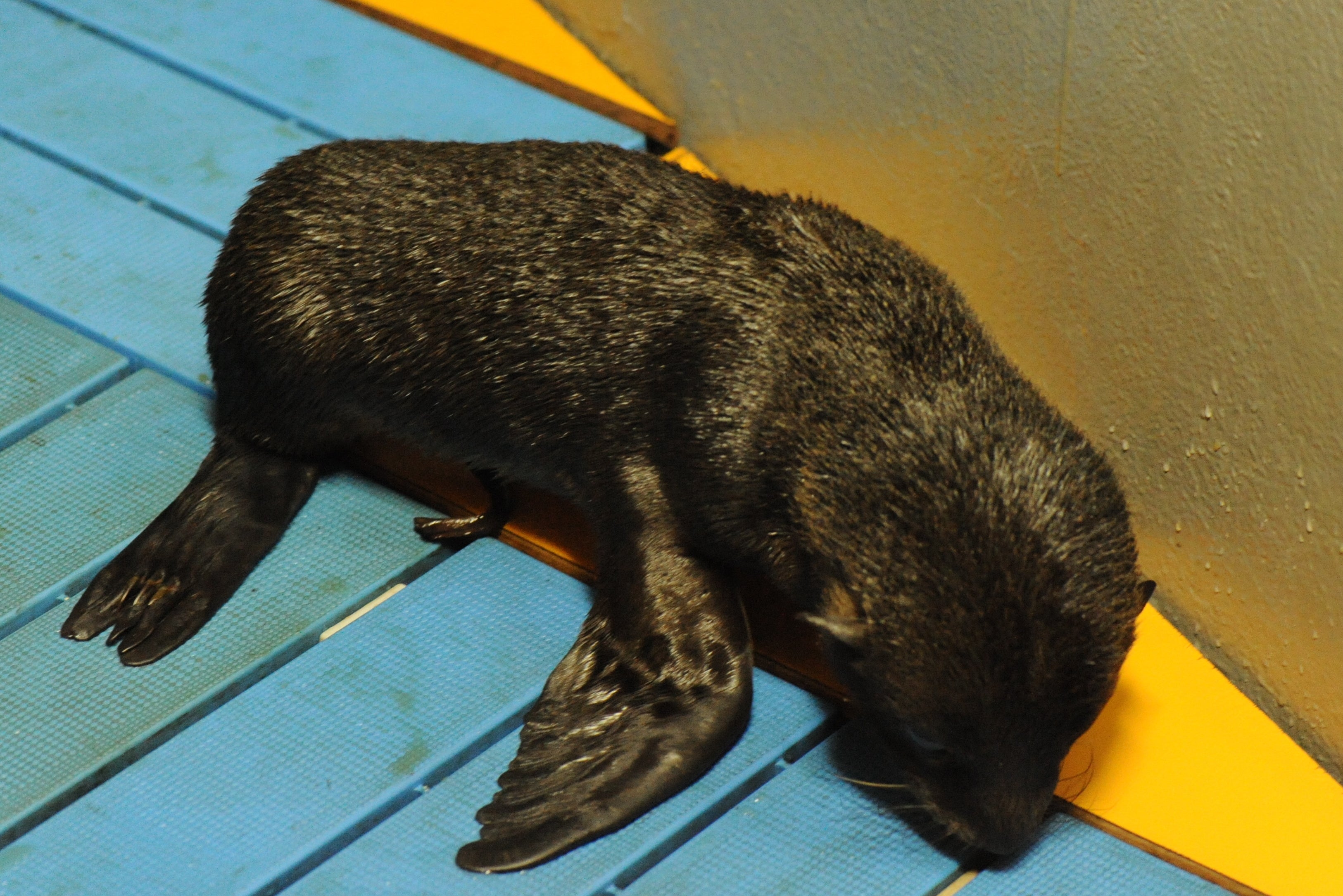 ミナミアメリカオットセイの赤ちゃん