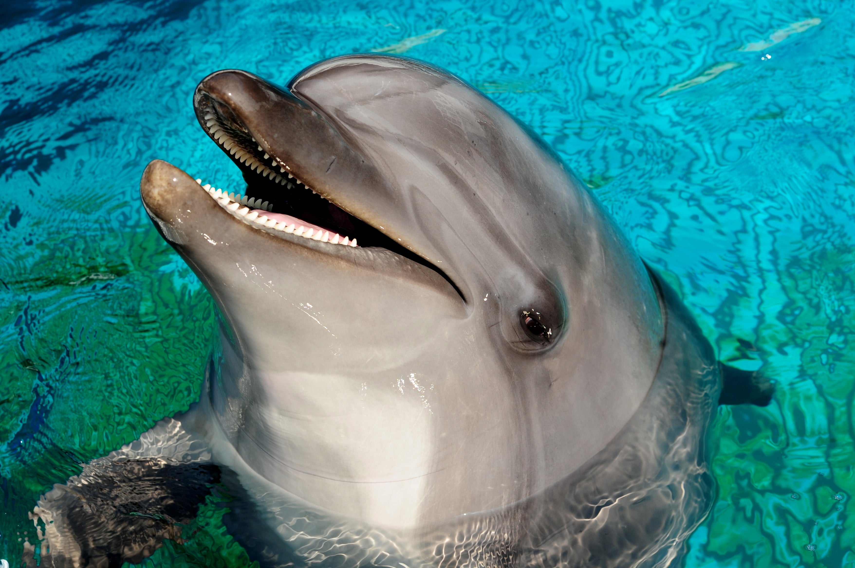 ハンドウイルカ「キア」