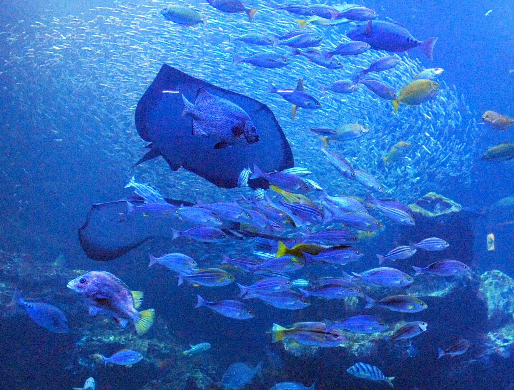 「京の海」大水槽
