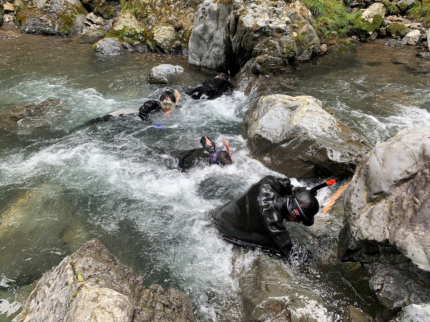鴨川で野生のオオサンショウウオを観察している様子