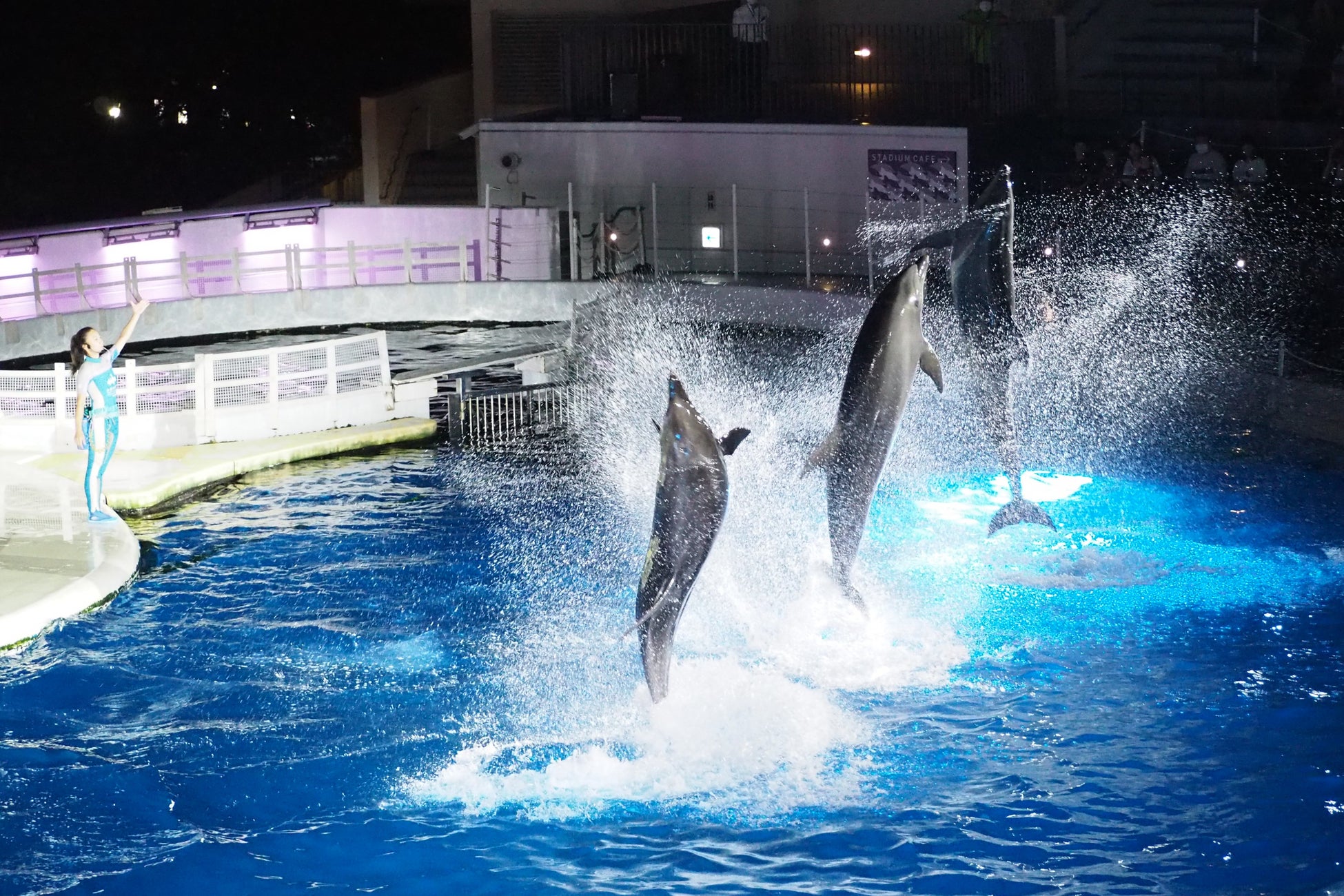 京都水族館 夜限定の幻想的な水族館でいきものたちと過ごす 夜のすいぞくかん 4月2日 土 スタート オリックス株式会社のプレスリリース 京都水族館 夜限定の幻想的な水族館でいきものたちと過ごす 夜のすいぞくかん 4月2日 土 スタート オリックス株式会社のプレスリリース