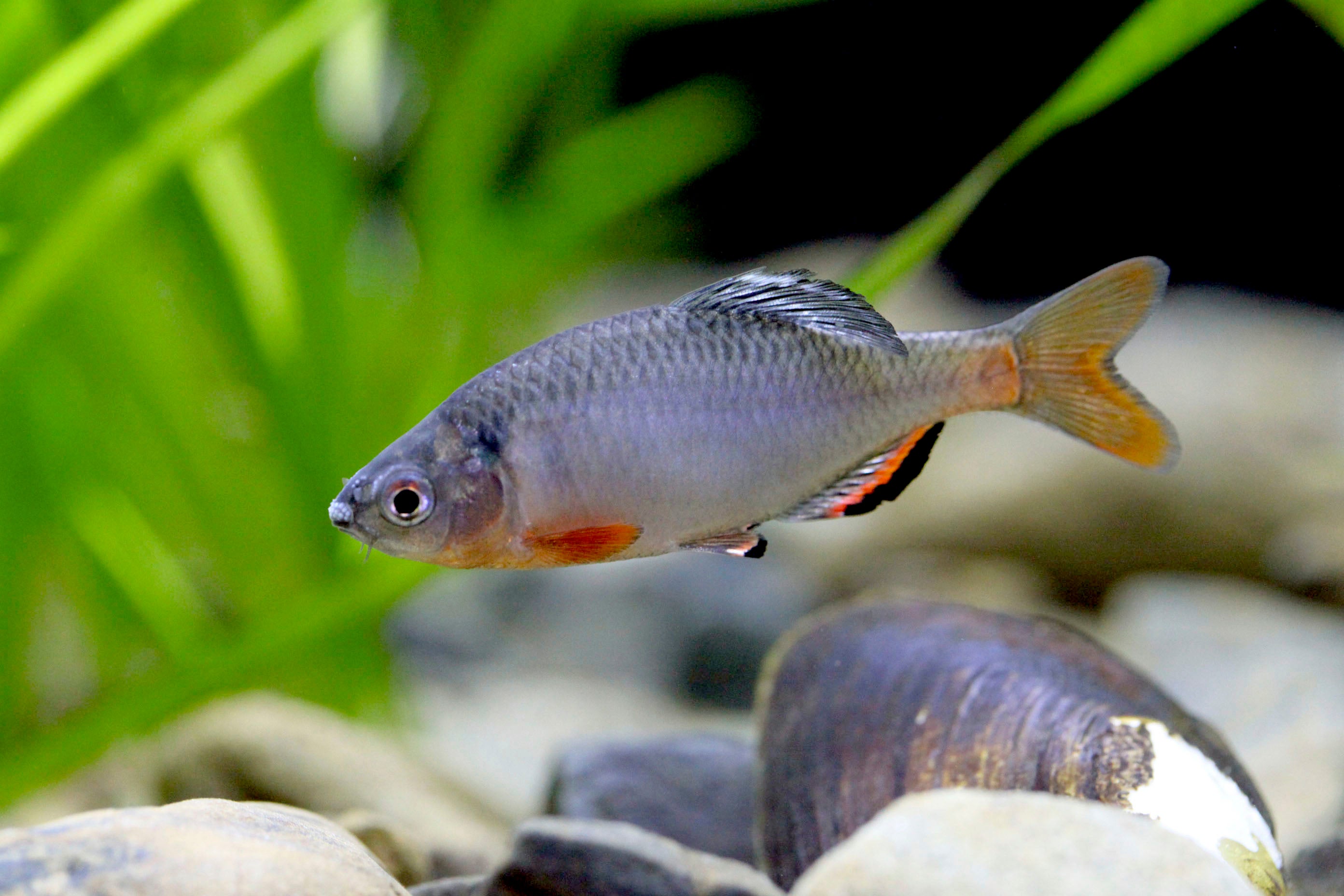 国の天然記念物「ミヤコタナゴ」