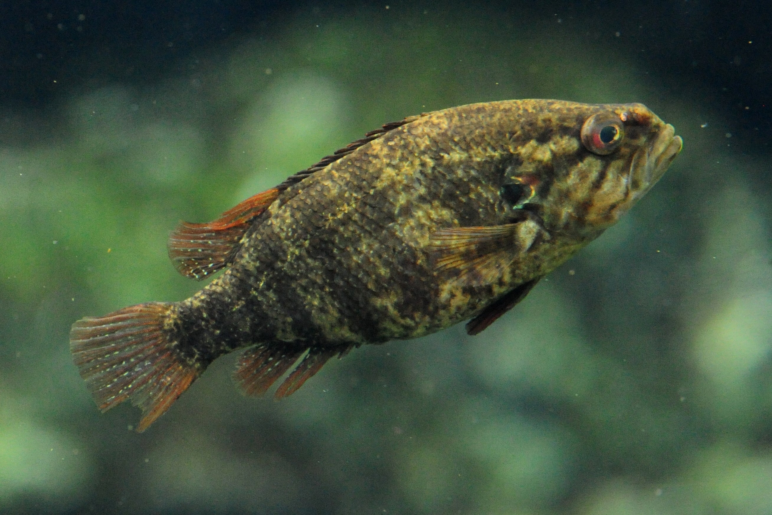 京都府登録天然記念物「オヤニラミ」