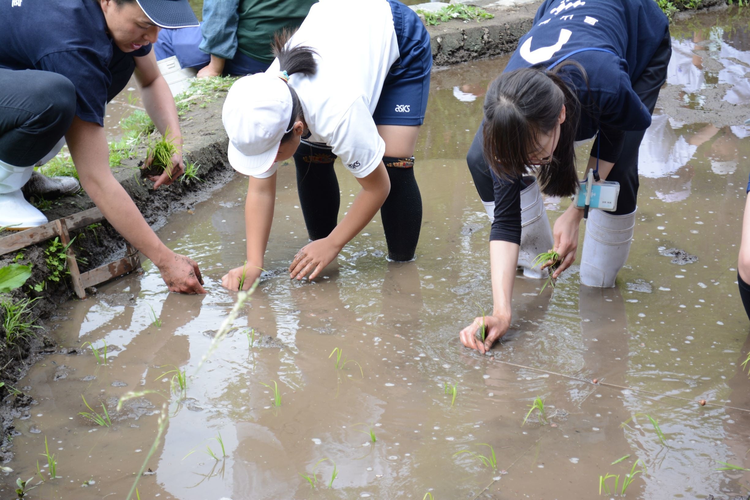 「京の里山」田植えのようす
